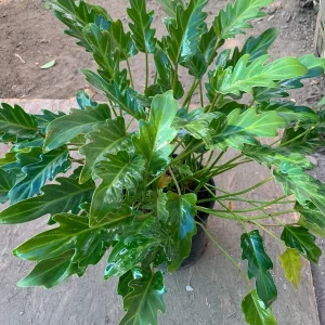 Philodendron Xanadu Live Plant – Tropical Houseplant – 1 Foot Tall in 6