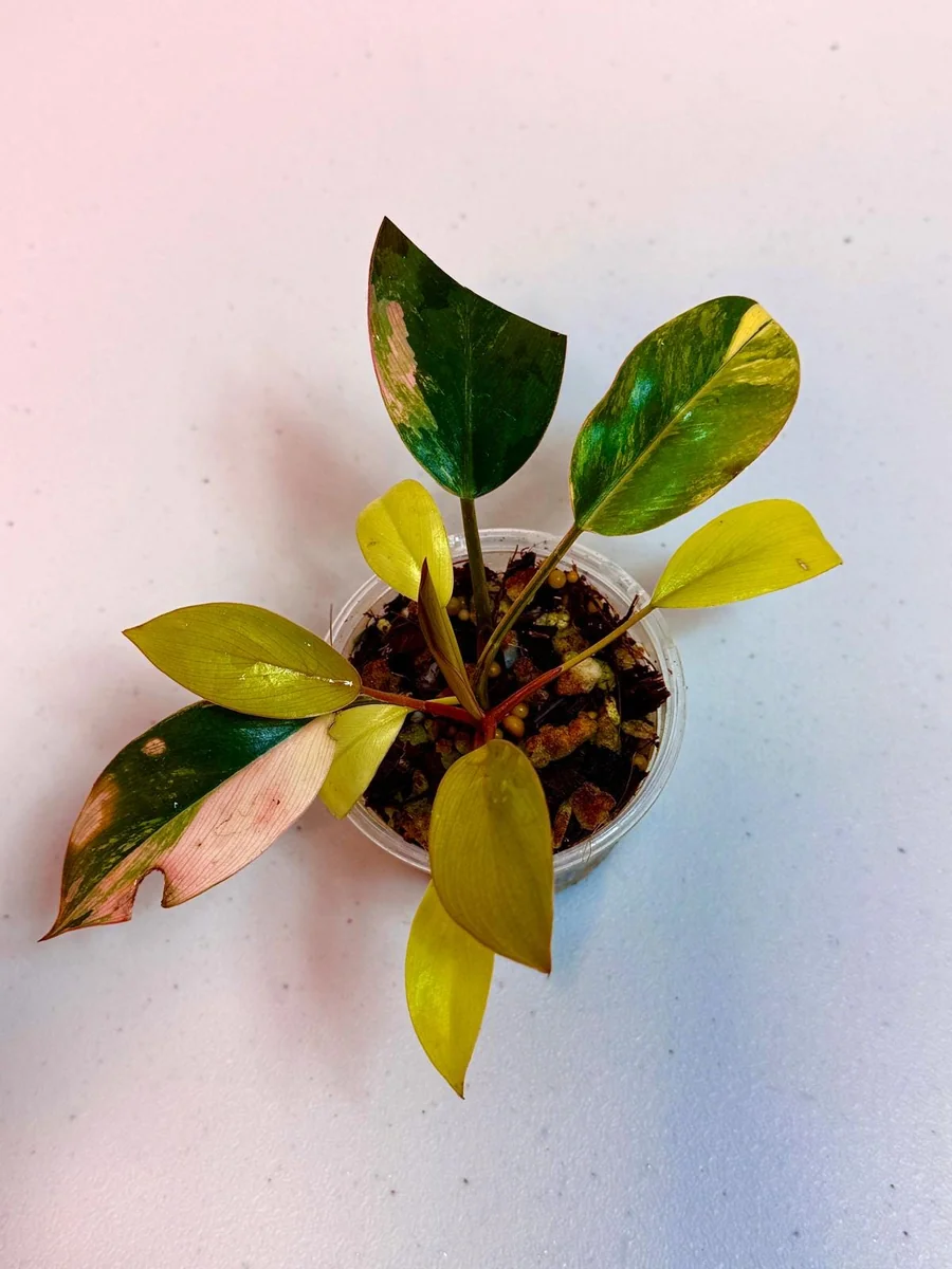 Philodendron Yellow Congo Variegated Live Plant - Rare Indoor Aroid - Image 2