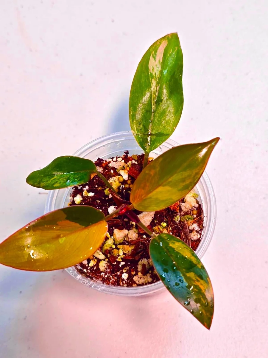 Philodendron Yellow Congo Variegated Live Plant - Rare Indoor Aroid - Image 2