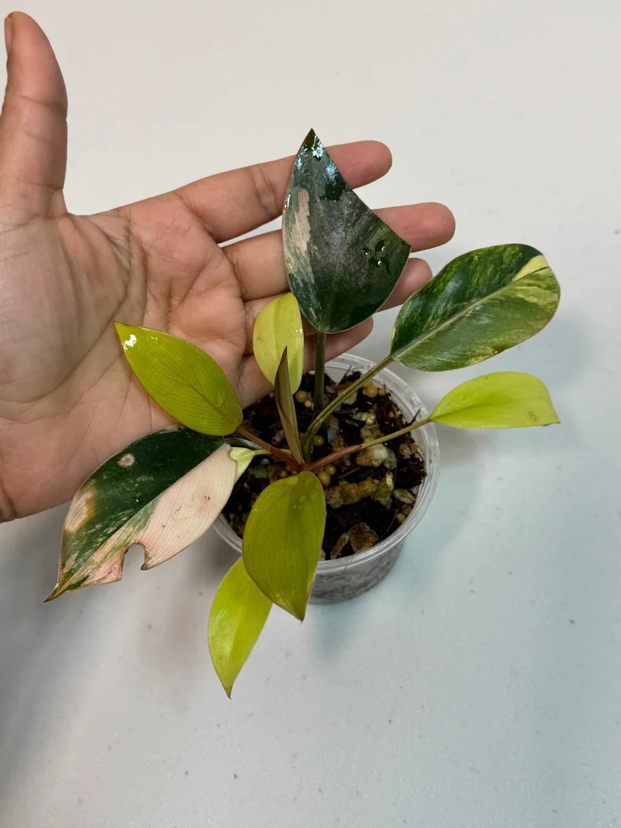 Philodendron Yellow Congo Variegated Live Plant - Rare Indoor Aroid - Image 3