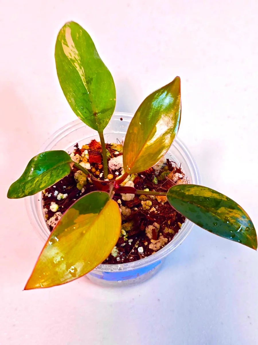 Philodendron Yellow Congo Variegated Live Plant - Rare Indoor Aroid - Image 3