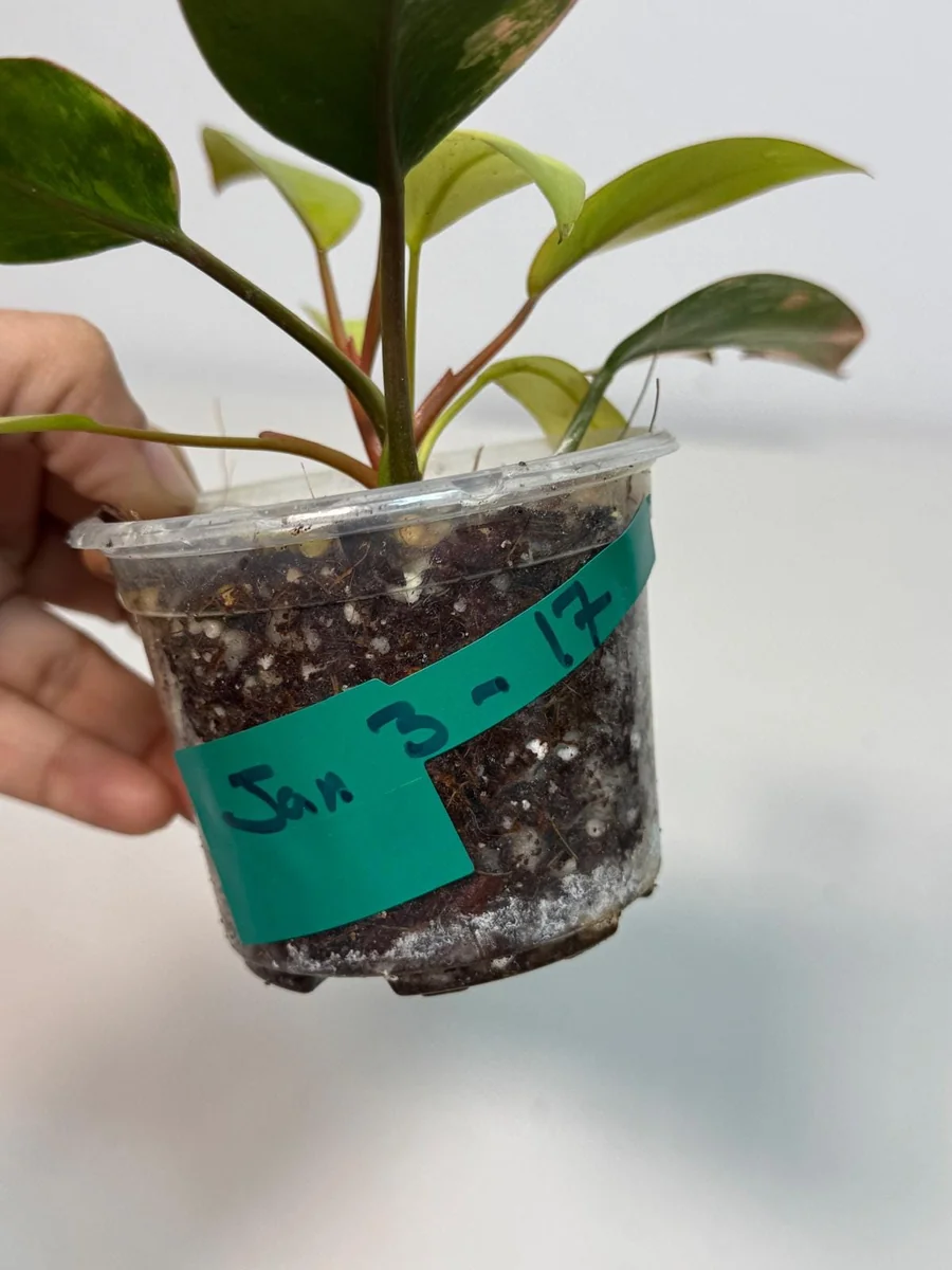 Philodendron Yellow Congo Variegated Live Plant - Rare Indoor Aroid - Image 4