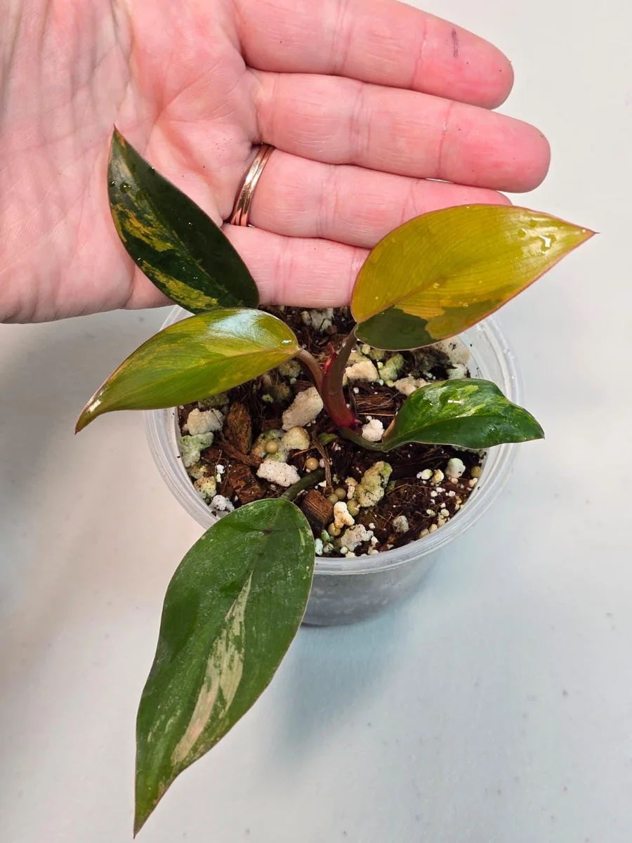 Philodendron Yellow Congo Variegated Live Plant - Rare Indoor Aroid - Image 4