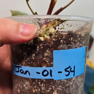 Philodendron Yellow Congo Variegated Live Plant - Rare Indoor Aroid - Image 5