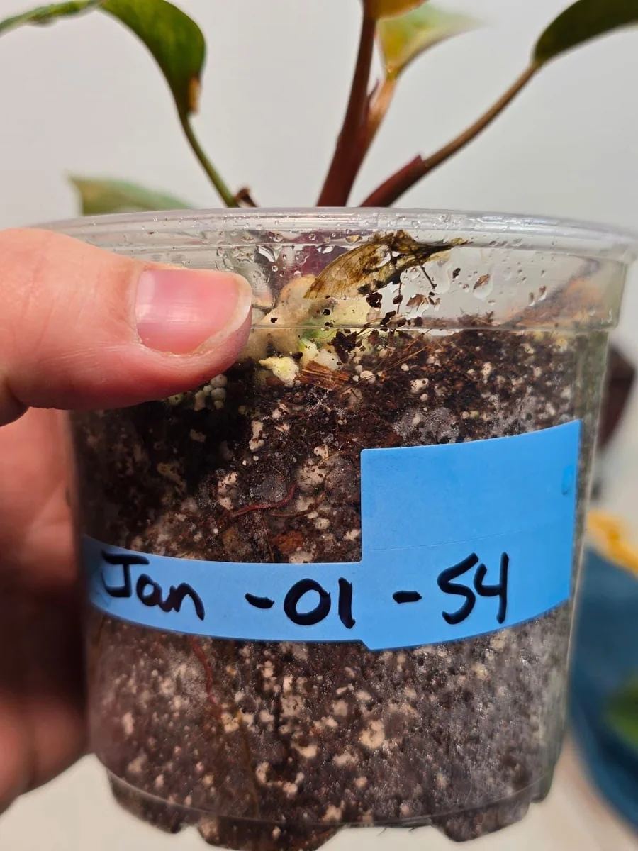 Philodendron Yellow Congo Variegated Live Plant - Rare Indoor Aroid - Image 5