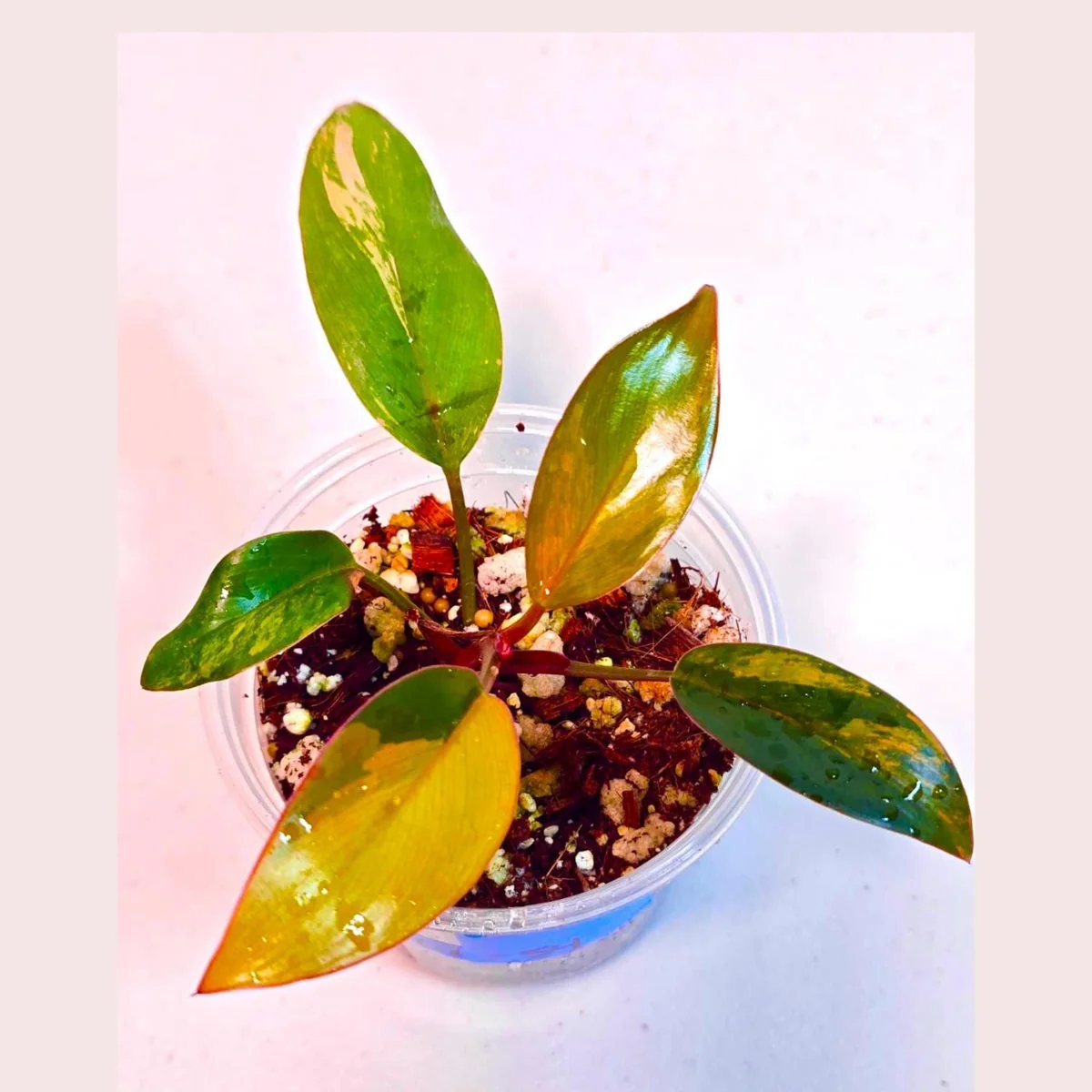 Philodendron Yellow Congo Variegated Live Plant - Rare Indoor Aroid - Image 1