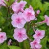 Phlox Magical Pink EyeZ Live Plant – 3-6" Tall Plug – Pink Flowers - Image 1