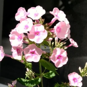 Phlox Magical Pink EyeZ Live Plant – 3-6