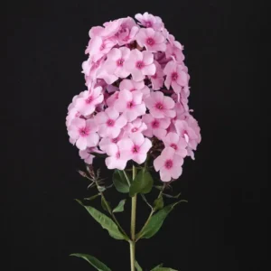 Phlox Magical Pink EyeZ Live Plant – 3-6