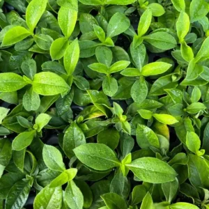 Phlox Magical Pink EyeZ Live Plant – 3-6