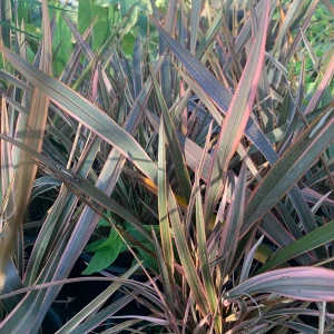 Phormium Rainbow Queen Live Plant – 1 ft Tall – Ship in 6 inch Pot – Outdoor Ornamental - Image 2