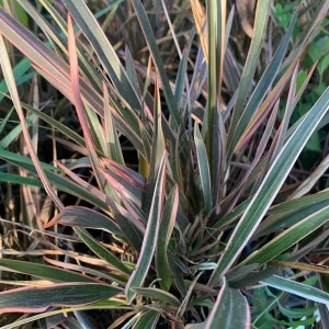 Phormium Rainbow Queen Live Plant – 1 ft Tall – Ship in 6 inch Pot – Outdoor Ornamental - Image 1