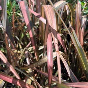 Phormium Tenax Live Plant – Assorted – 1 ft Tall – 1 Gallon Pot – Outdoor - Image 2