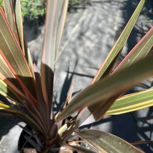 Phormium Tenax Live Plant – Assorted – 1 ft Tall – 1 Gallon Pot – Outdoor - Image 3