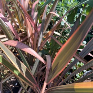 Phormium Tenax Live Plant – Assorted – 1 ft Tall – 1 Gallon Pot – Outdoor - Image 1