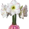 Picasso Amaryllis Bulb 34/38 - Waxed Rose Petal Style - Image 1