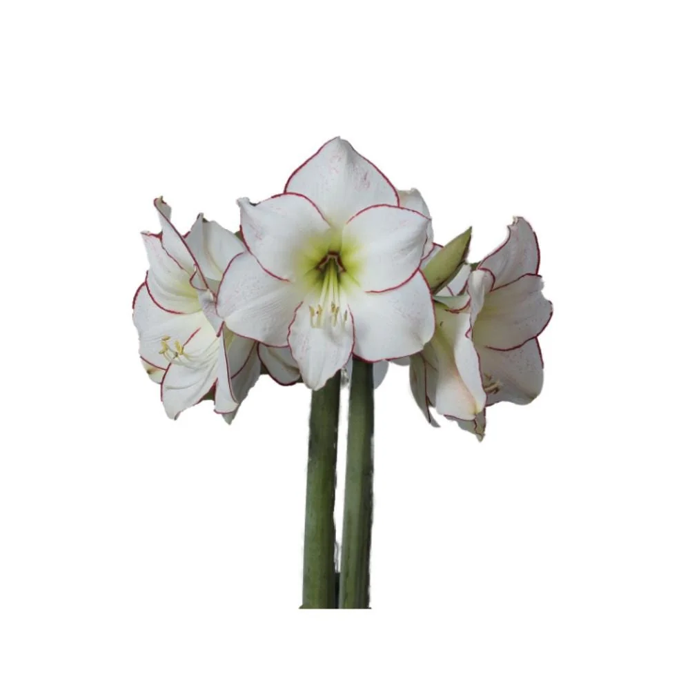 Picasso Burgundy Amaryllis Bulb - Waxed Jumbo 36/+ cm - Holiday Blooms - Image 2