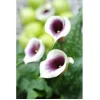 Picasso Calla Lily Bulb - Mint Green & Violet 14/16 cm - 1 Bulb - Image 1
