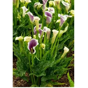 Picasso Calla Lily Bulb - Mint Green & Violet 14/16 cm - 1 Bulb - Image 3