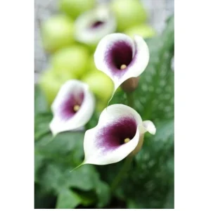 Picasso Calla Lily Bulb - Mint Green & Violet 14/16 cm - 1 Bulb - Image 1