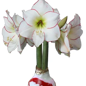 Picasso Waxed Amaryllis Bulb - White with Pink & Red Splatter - Size 32/34 - Image 1