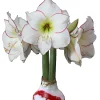 Picasso Waxed Amaryllis Bulb - White with Pink & Red Splatter - Size 32/34 - Image 1