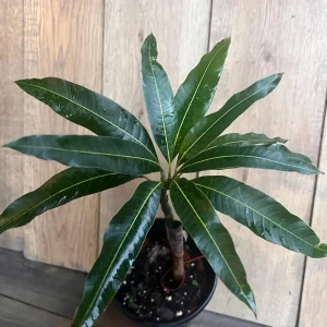 Pickering Mango Tree Live Plant – Grafted Dwarf Variety – 1/2 Gallon Pot - Image 2