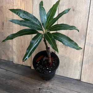Pickering Mango Tree Live Plant – Grafted Dwarf Variety – 1/2 Gallon Pot - Image 3