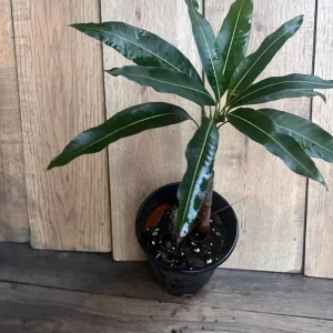 Pickering Mango Tree Live Plant – Grafted Dwarf Variety – 1/2 Gallon Pot - Image 5