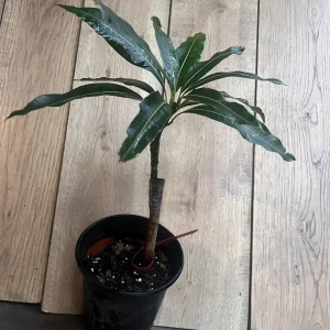 Pickering Mango Tree Live Plant – Grafted Dwarf Variety – 1/2 Gallon Pot - Image 6