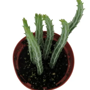 Pickle Plant Candy Stick Live Plant - Senecio stapelioformis - 4