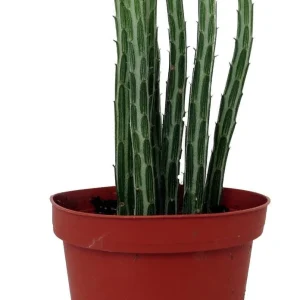 Pickle Plant Candy Stick Live Plant - Senecio stapelioformis - 4