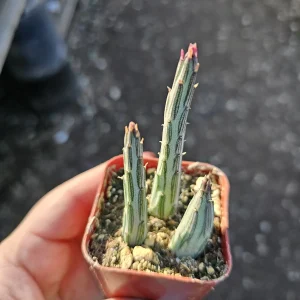 Pickle Plant Live Succulent – Delosperma echinatum – 2in & 4in Pot Sizes – Indoor/Outdoor - Image 3