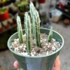 Pickle Plant Succulent - Kleinia Stapeliiformis Live Plant in 4'' Pot - Image 1