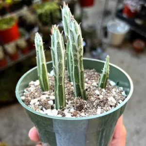 Pickle Plant Succulent - Kleinia Stapeliiformis Live Plant in 4'' Pot - Image 1