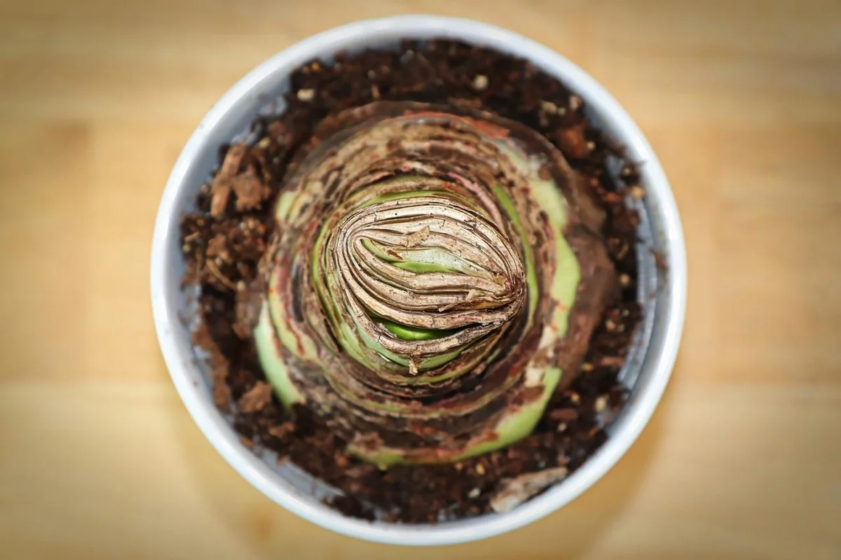 Picotee Amaryllis Bulb 30/32cm - Large Holiday Blooms Indoor - Image 3