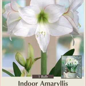 Picotee Amaryllis Bulb 30/32cm - Large Holiday Blooms Indoor - Image 1