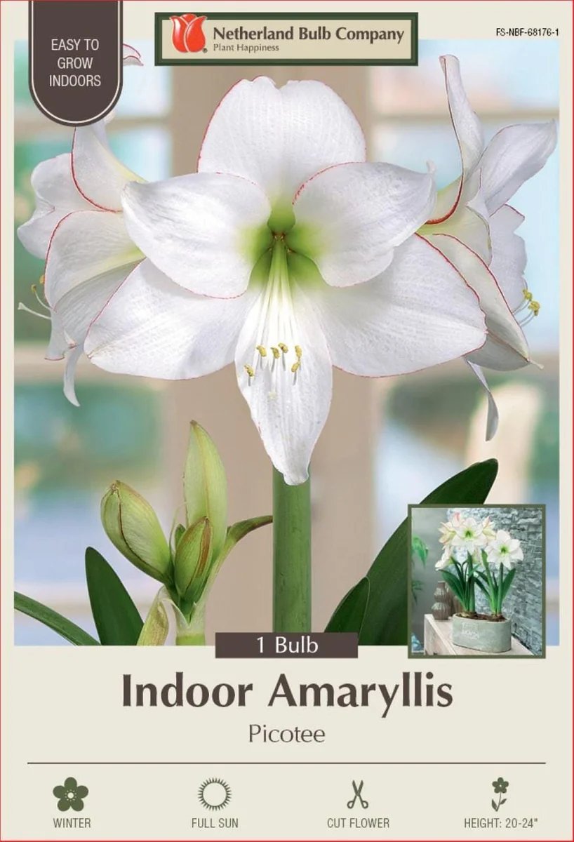 Picotee Amaryllis Bulb 30/32cm - Large Holiday Blooms Indoor - Image 1