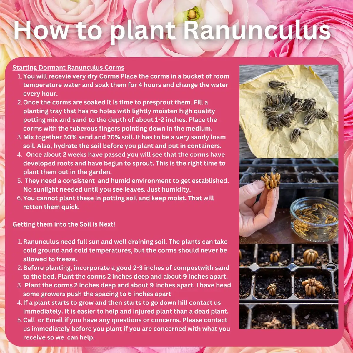 Picotee Pink Ranunculus Corms - Flower Bulbs for Vibrant Blooms - Image 2