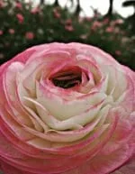 Picotee Pink Ranunculus Corms - Flower Bulbs for Vibrant Blooms - Image 3