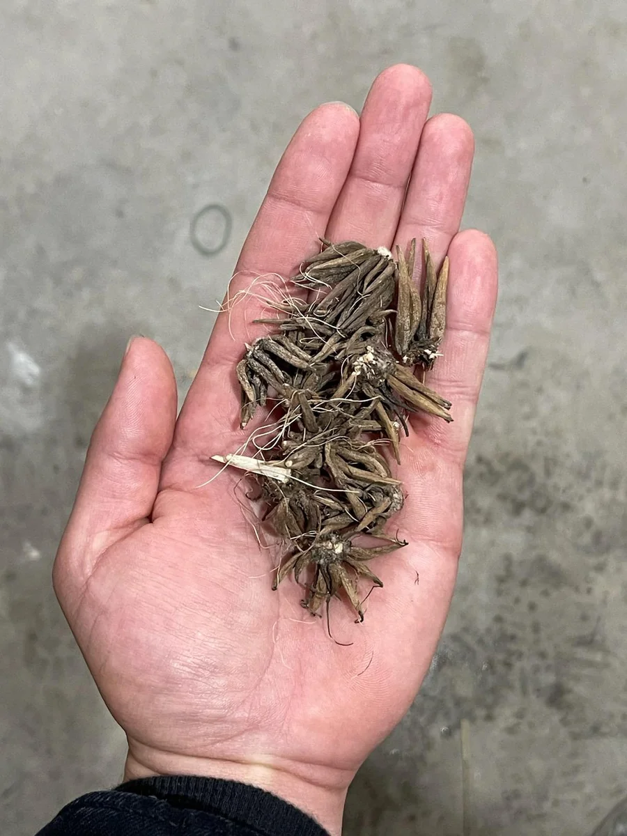 Picotee Pink Ranunculus Corms - Flower Bulbs for Vibrant Blooms - Image 4