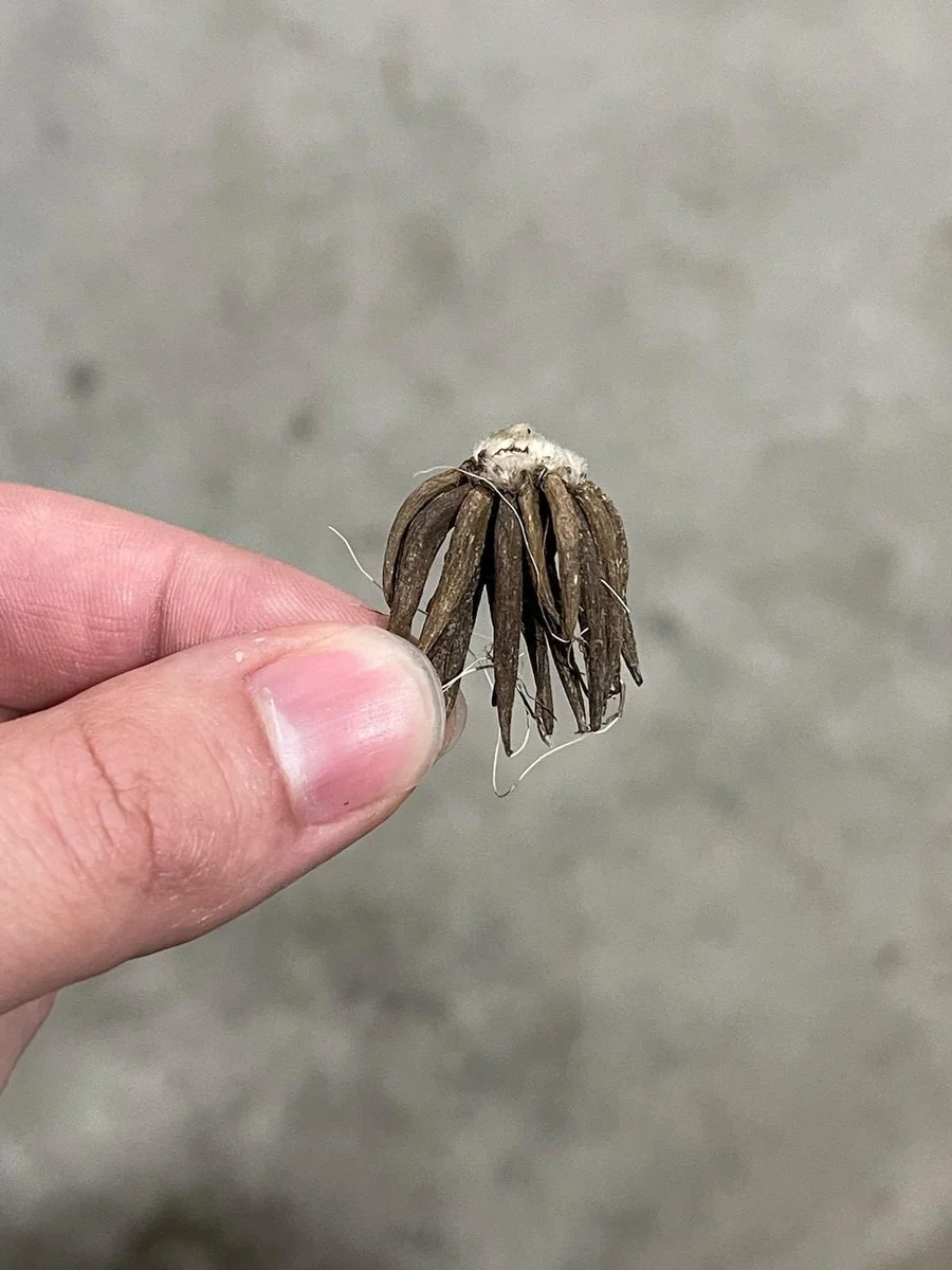 Picotee Pink Ranunculus Corms - Flower Bulbs for Vibrant Blooms - Image 5