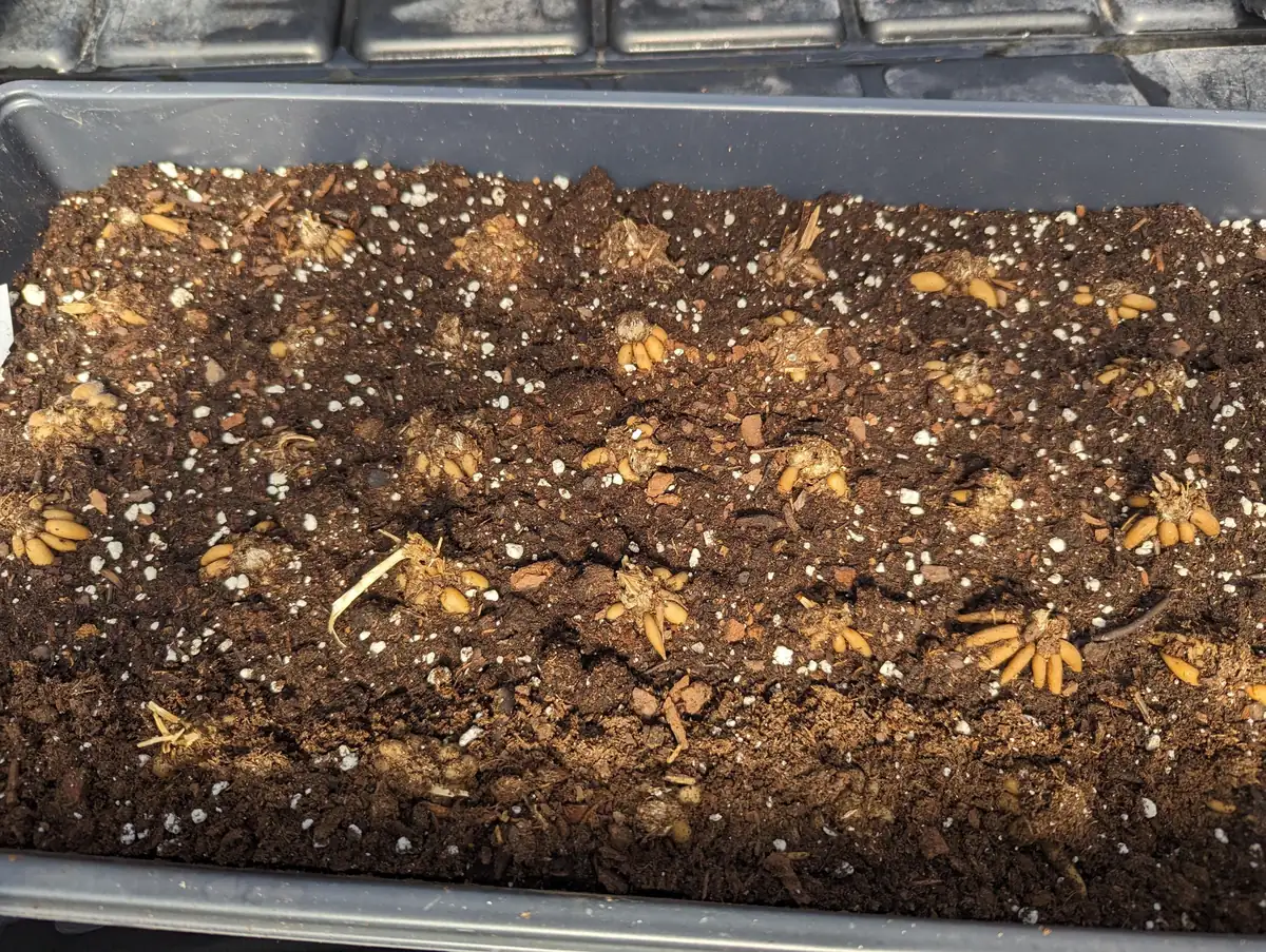 Picotee Pink Ranunculus Corms - Flower Bulbs for Vibrant Blooms - Image 6