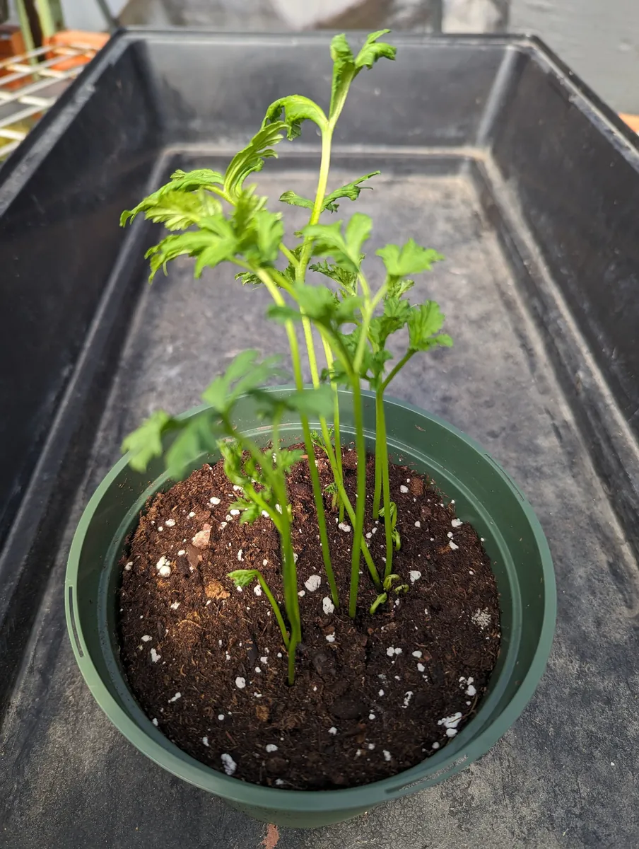 Picotee Pink Ranunculus Corms - Flower Bulbs for Vibrant Blooms - Image 7