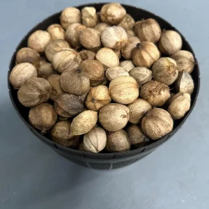 Pignut Hickory Nuts in Shell (Carya Tomentosa) - Wild Edible Nuts - Image 2