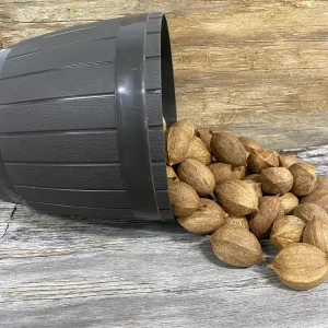 Pignut Hickory Nuts in Shell (Carya Tomentosa) - Wild Edible Nuts - Image 3