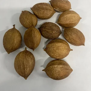 Pignut Hickory Nuts in Shell (Carya Tomentosa) - Wild Edible Nuts - Image 5