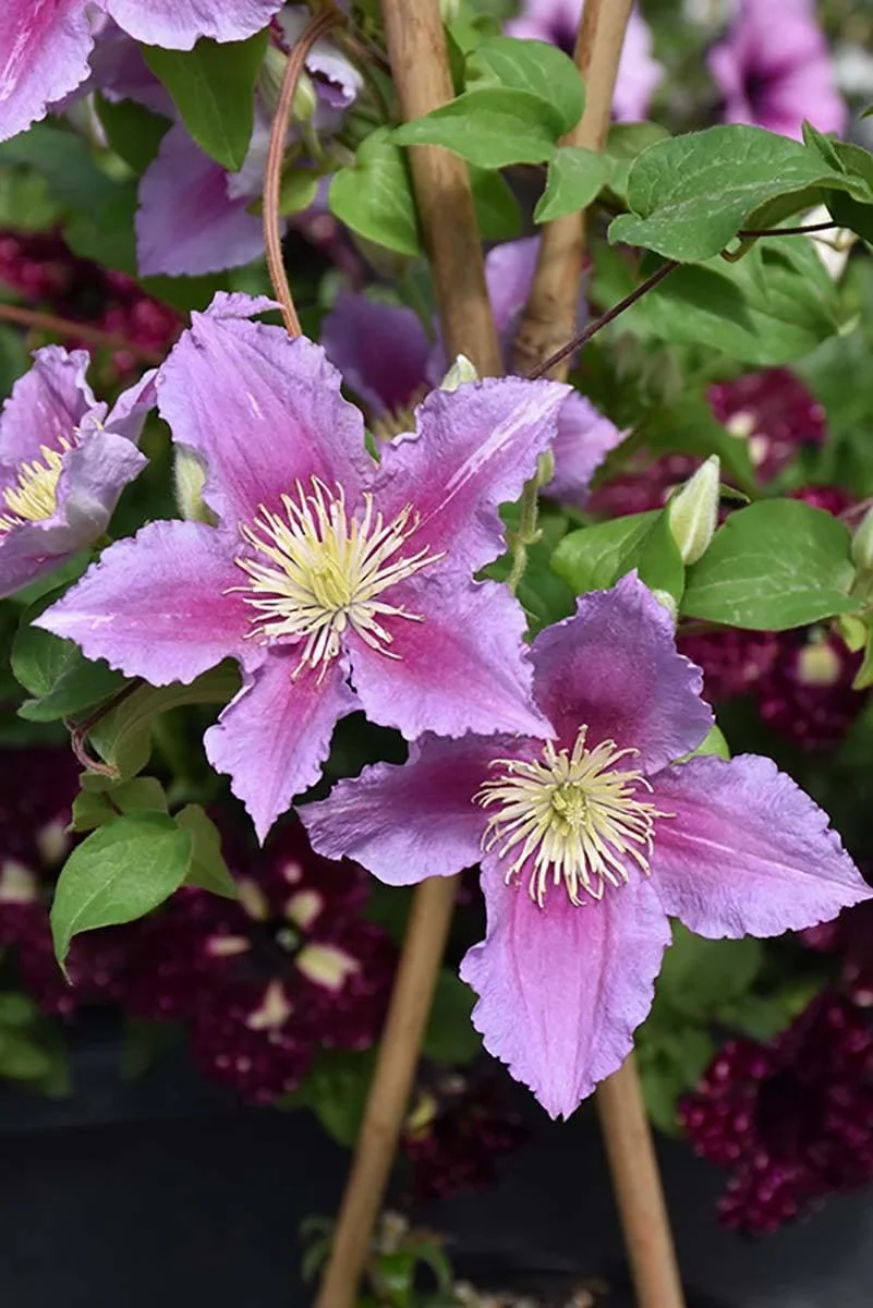 Piilu Clematis Vine Live Plant - Heaviest Blooming Clematis - 2.5 inch Pot - Image 2