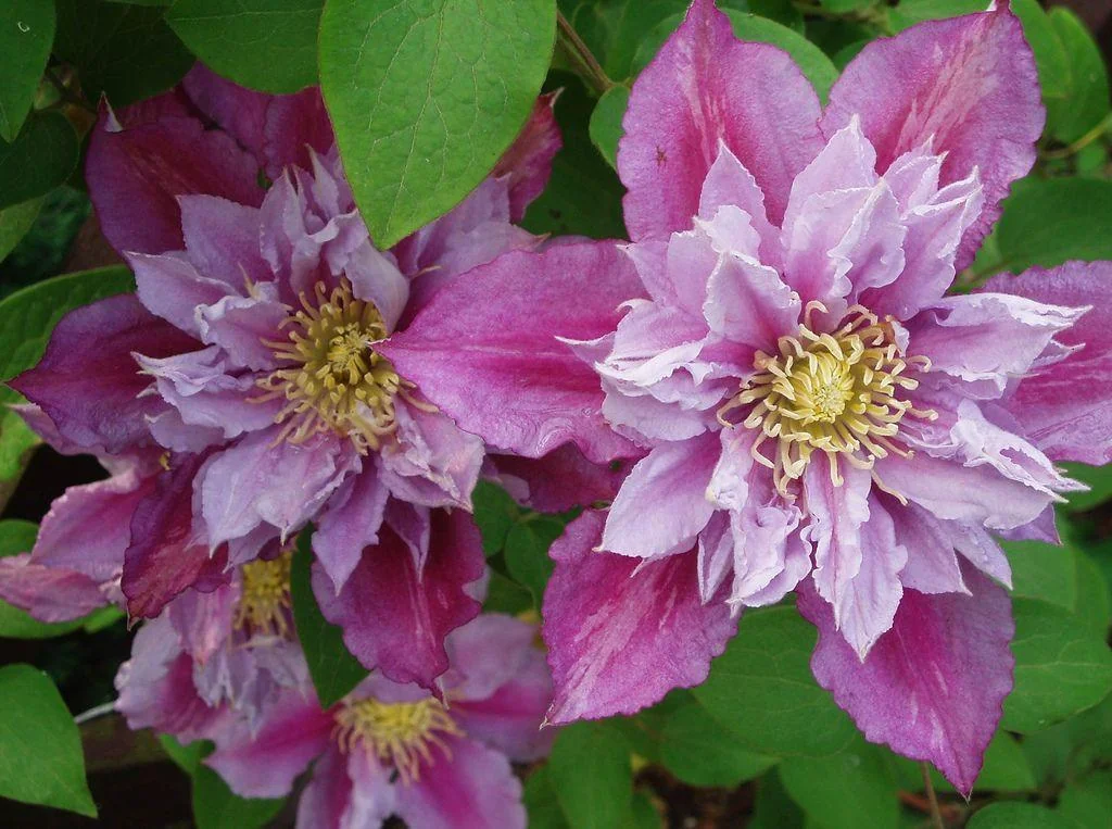 Piilu Clematis Vine Live Plant - Heaviest Blooming Clematis - 2.5 inch Pot - Image 3
