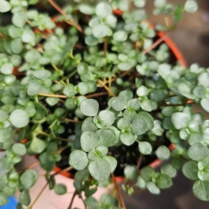 Pilea Aquamarine Live Plant - Pilea Glauca Indoor Houseplant, 2in or 4in Pot - Image 2